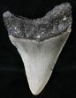 Juvenile Megalodon Tooth - North Carolina #18601-2
